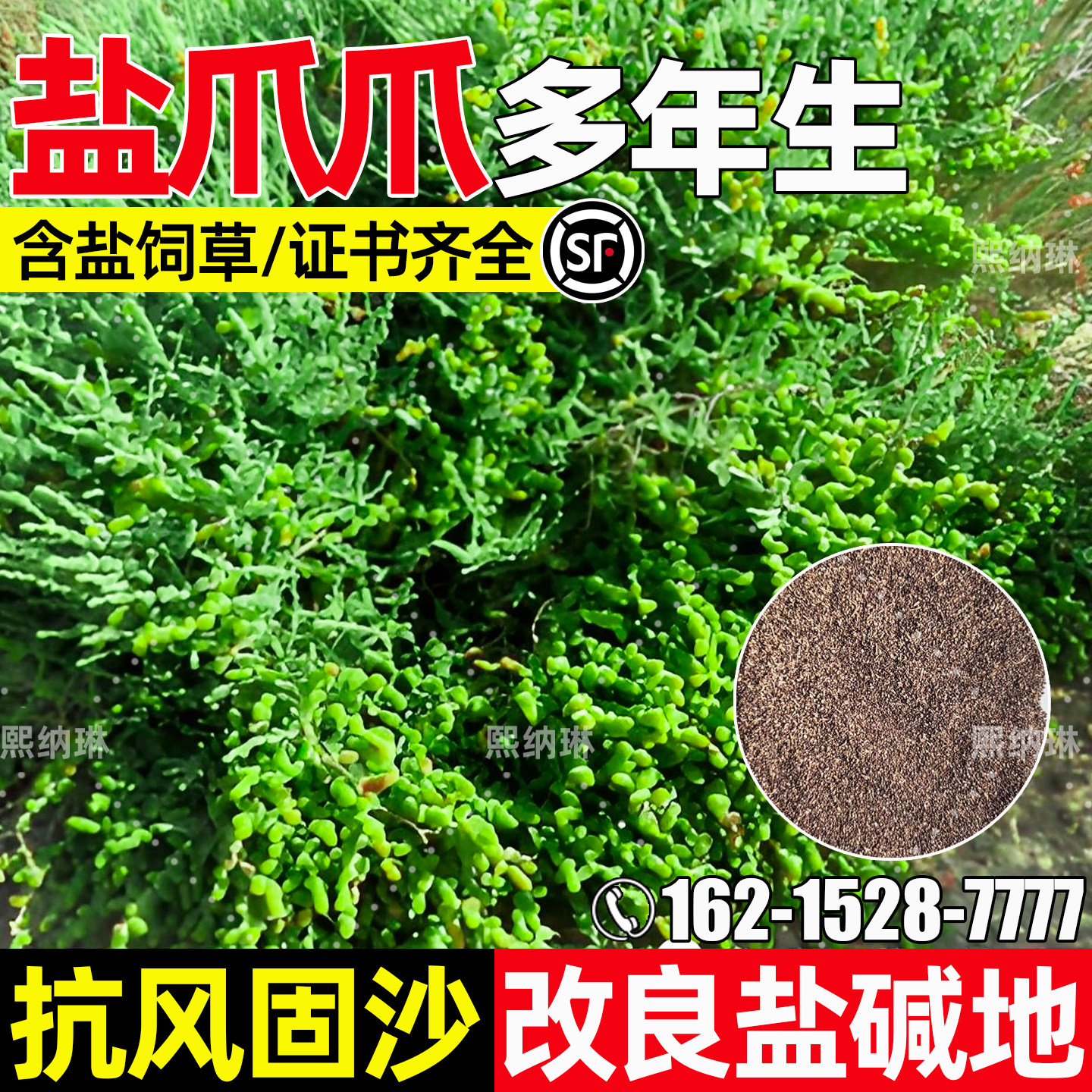 盐爪爪防风固沙改善盐碱地耐贫瘠