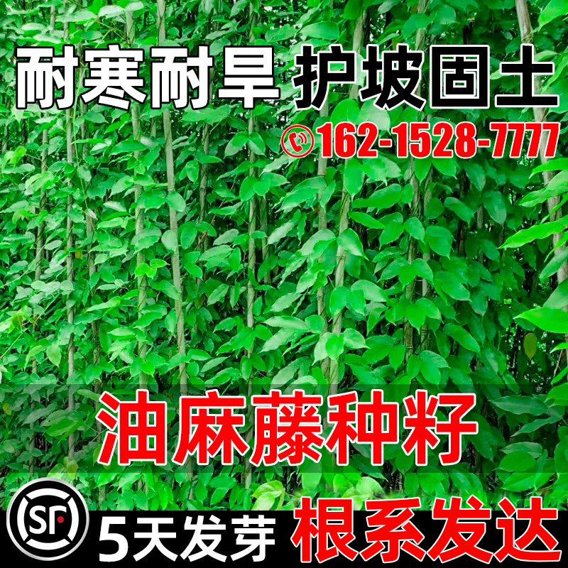 油麻藤种子爬藤植物多年生播种