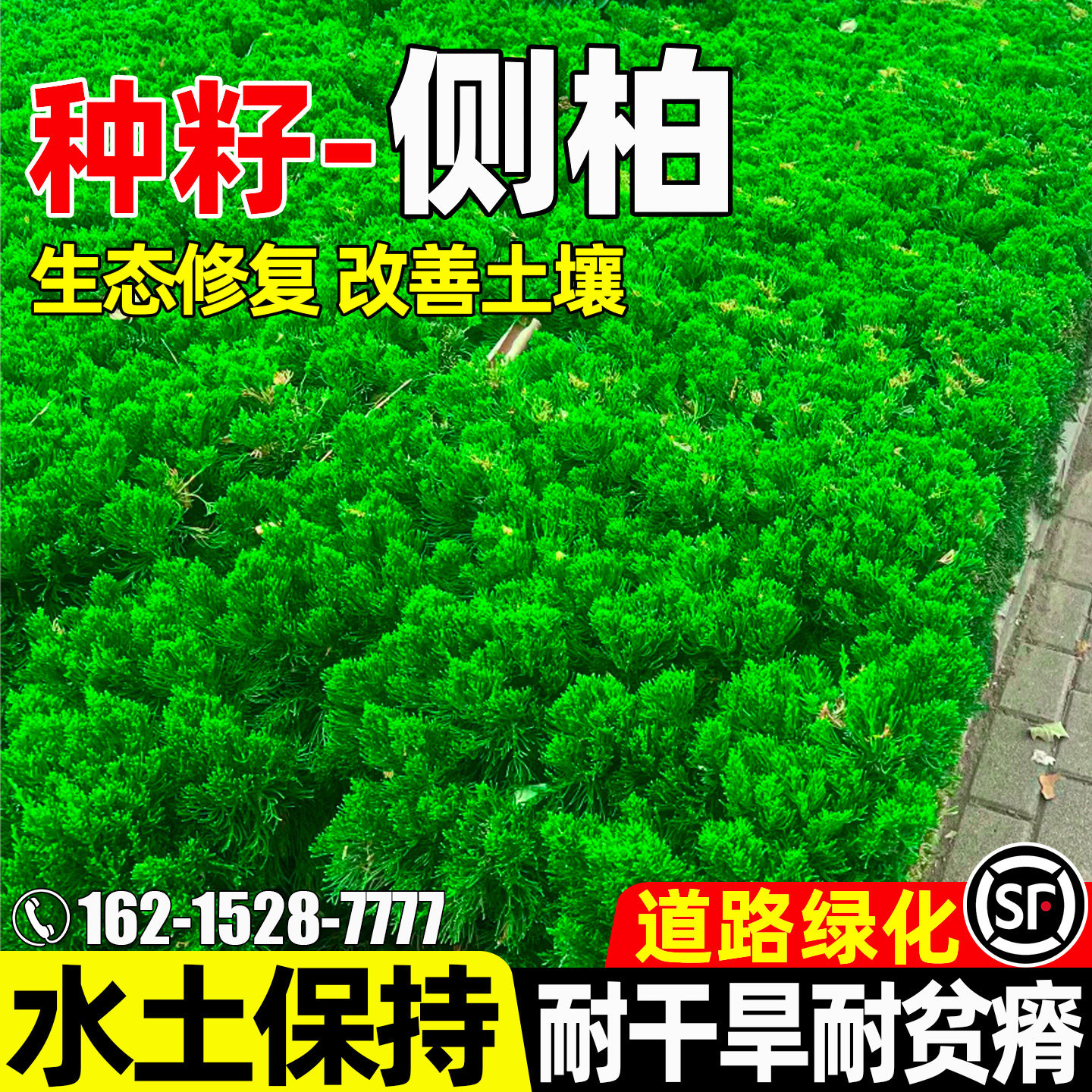 侧柏树水土保持生态修复道路绿化