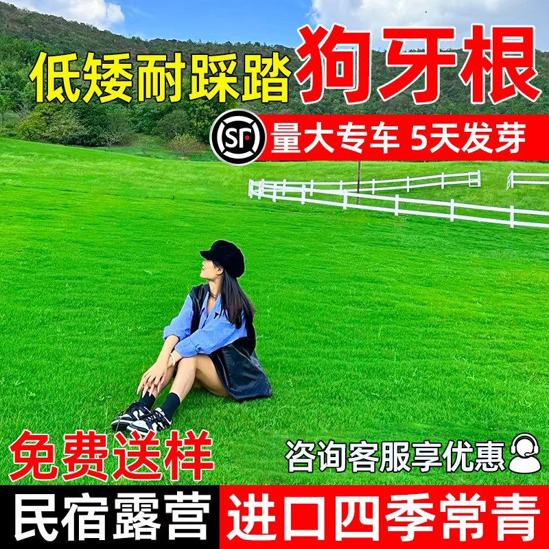进口狗牙根草籽四季常青种籽民宿露营公园绿化低矮耐踩踏草坪种子