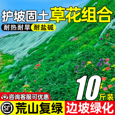 护坡草花组合山体喷播绿化草花籽