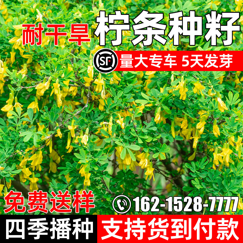 柠条草籽防风固土白柠条护坡灌木