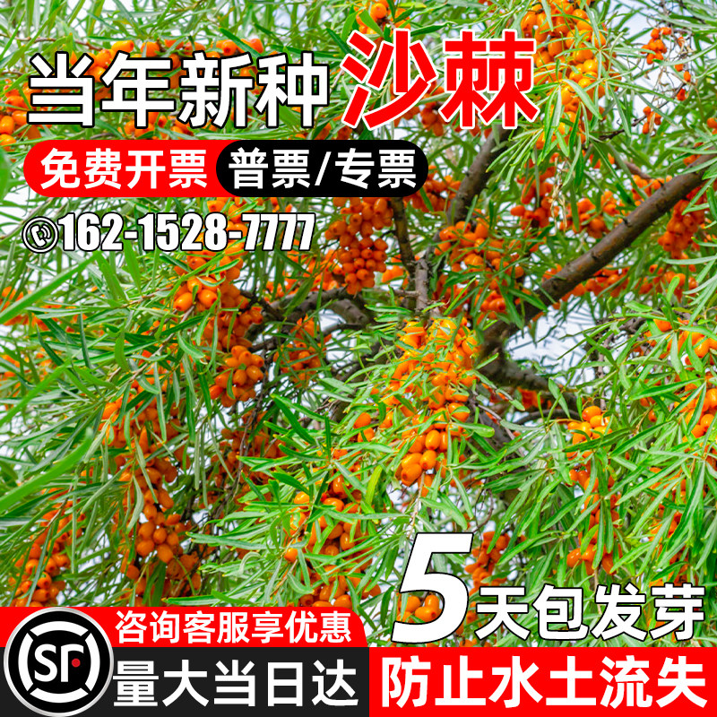 沙棘种子多年生护坡固土灌木草籽水土保持生态修复耐贫瘠绿化种籽
