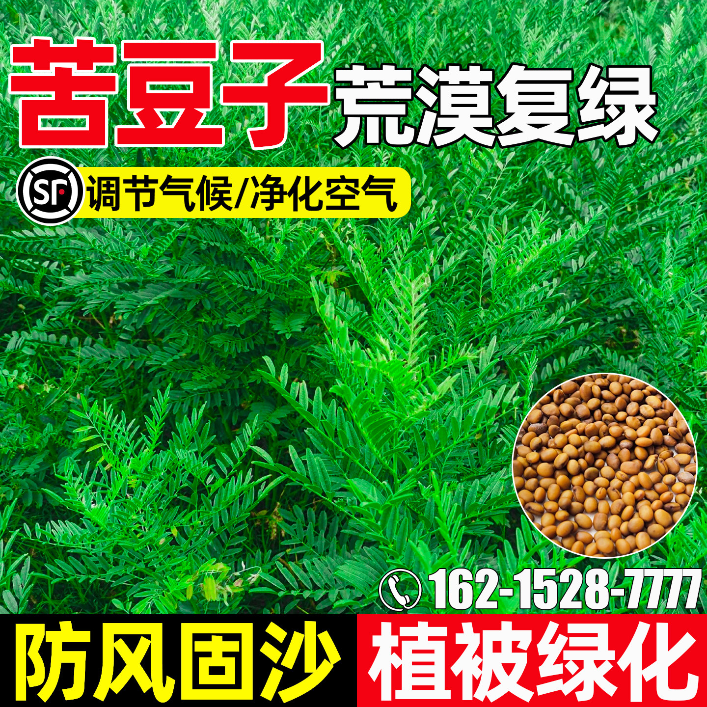苦豆子防风固沙植被绿化耐寒耐旱