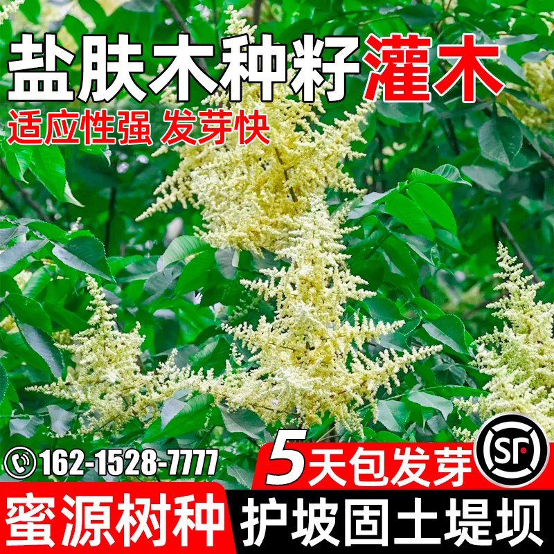 盐肤木草籽四季播种绿化护坡灌木
