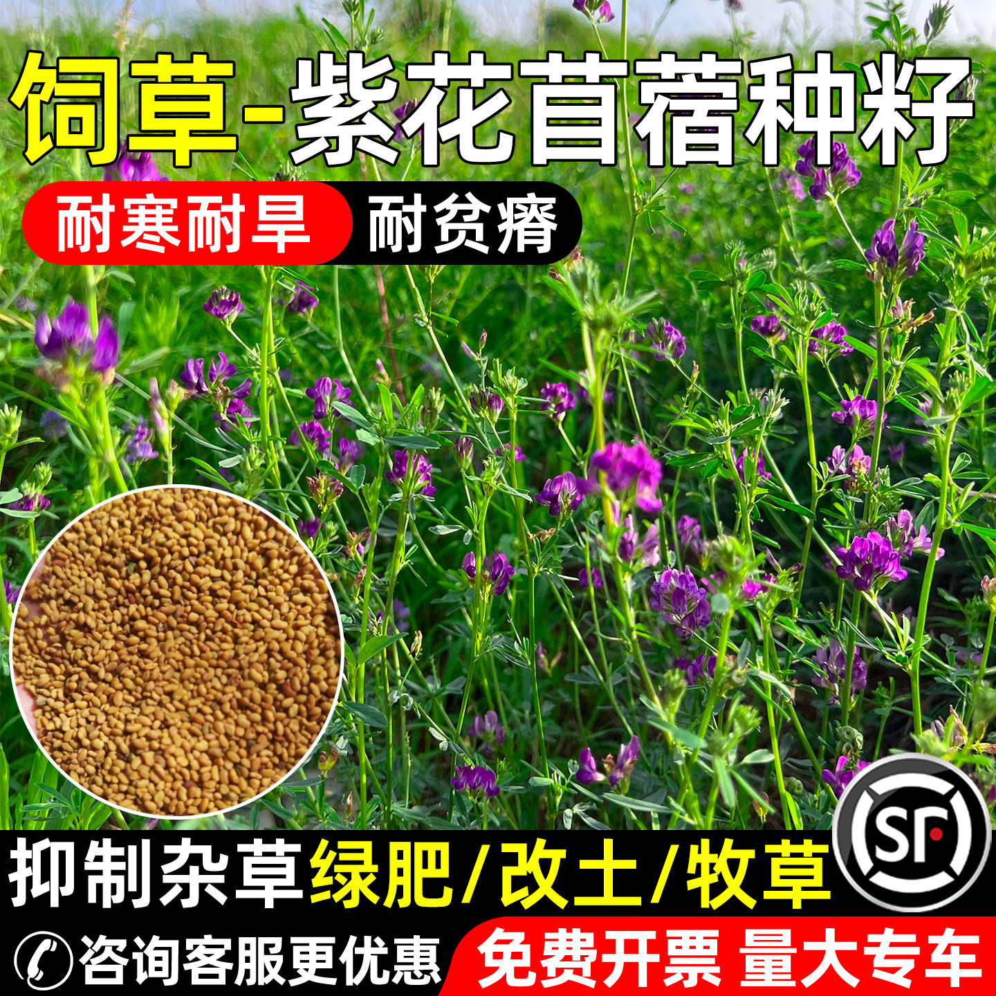 紫花苜蓿四季高产牧草多年生牧草