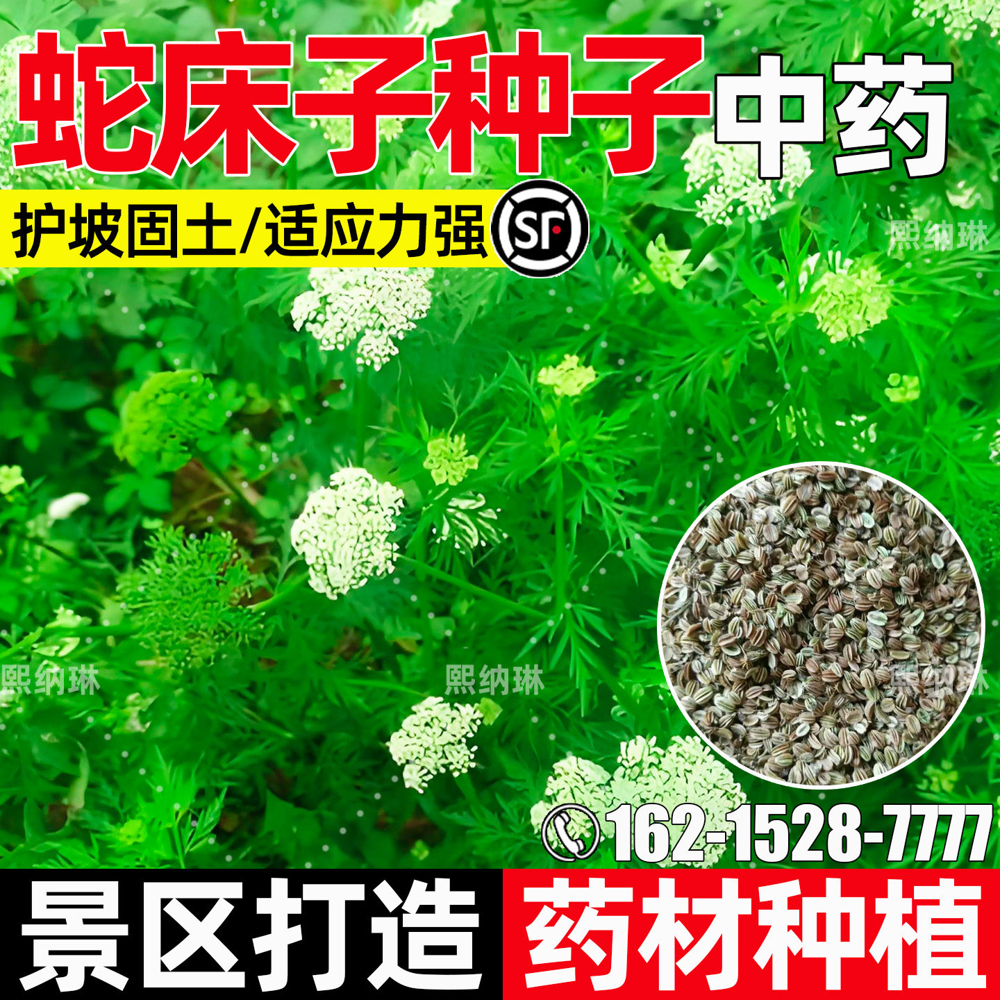 蛇床子中药材种植药用药材耐贫瘠