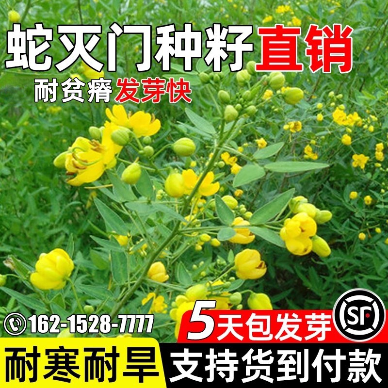 蛇灭门种子望江南驱蛇草凤凰草