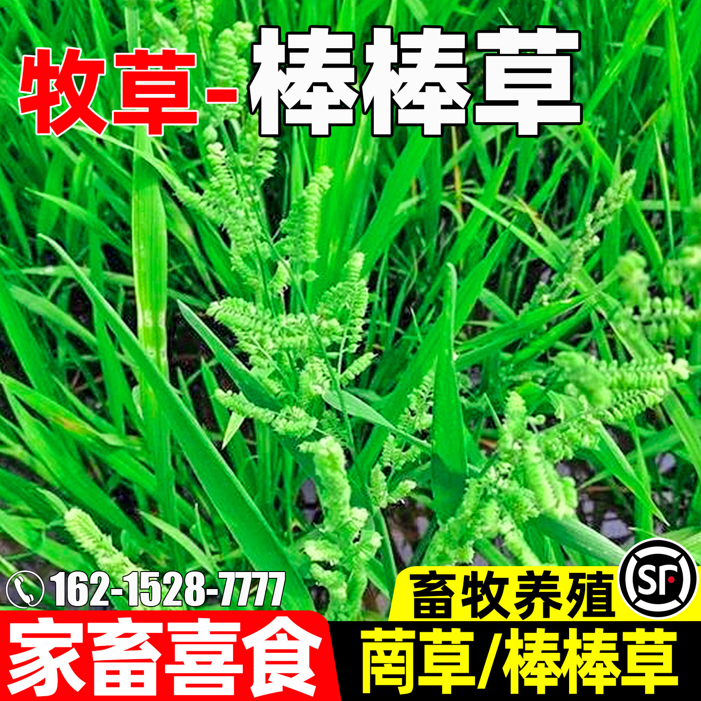 棒棒草家畜喜食畜牧养殖四季高产