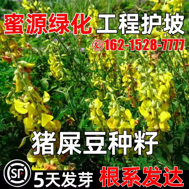 猪屎豆种籽蜜源绿化灌木工程护坡