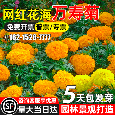 万寿菊花籽园林景观庭院室外种植