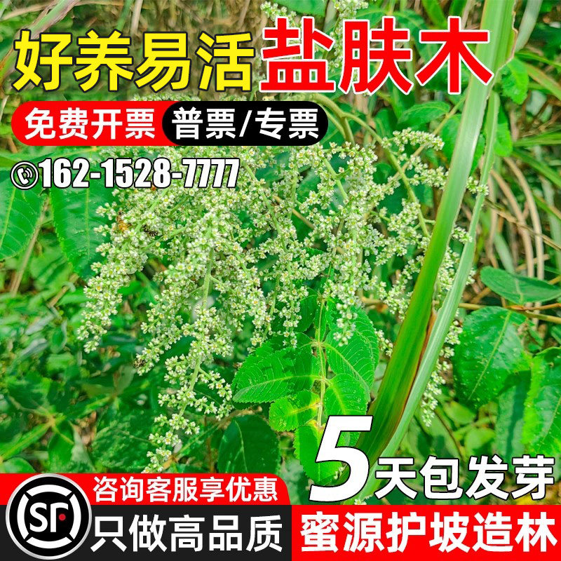 优质盐肤木蜜源护坡四季播多年生