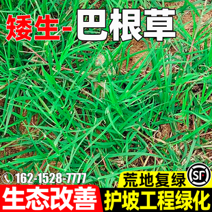 巴根草种子生态改善多年生护坡固土草籽荒地复绿工程绿化草坪种籽