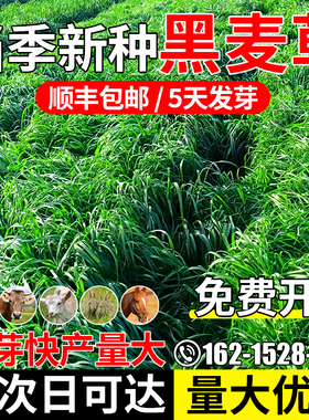 黑麦草牧草种籽四季高产多年生草籽多茬收割畜牧养殖家禽喜食种子