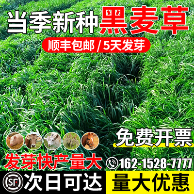 黑麦草牧草四季多年生畜牧养殖