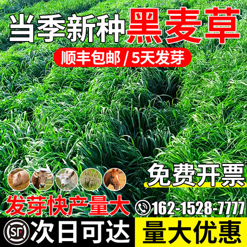黑麦草牧草四季多年生畜牧养殖