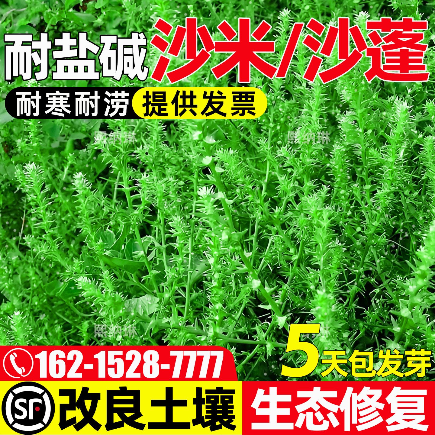 沙米耐寒耐涝生态修复耐贫瘠沙蓬