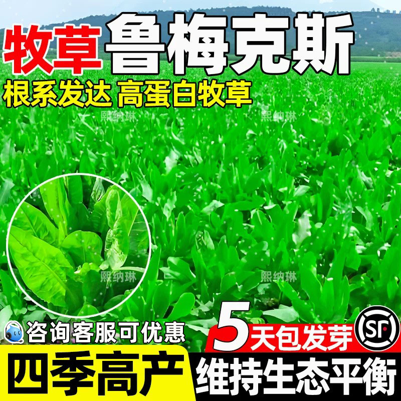鲁梅克斯高蛋白畜牧养殖多茬收割