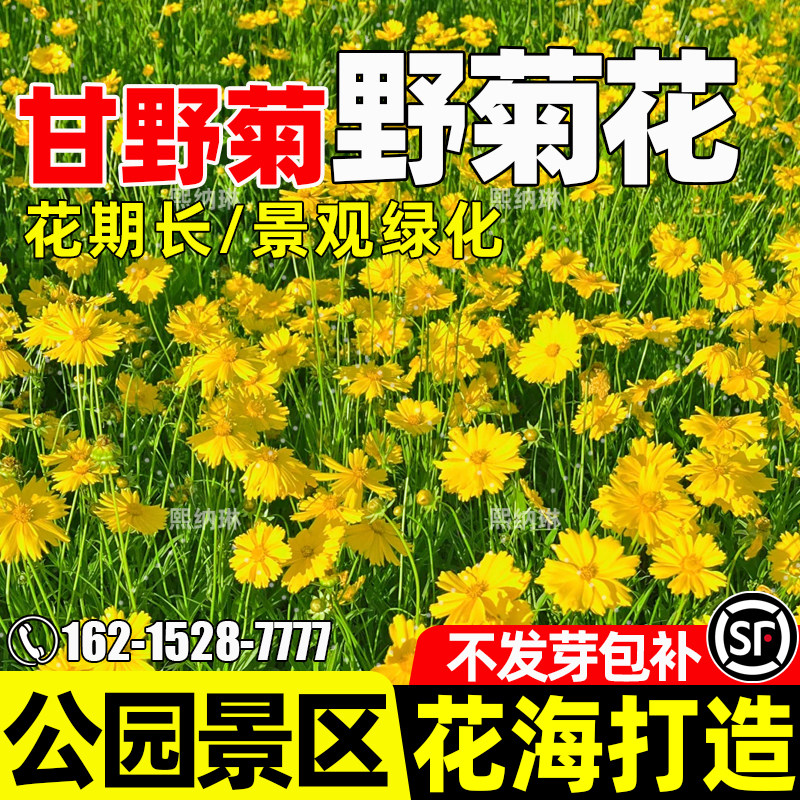 甘野菊花种子四季播种食药用观赏