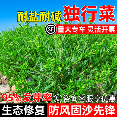 独行菜种子抗风沙固土绿化草种子