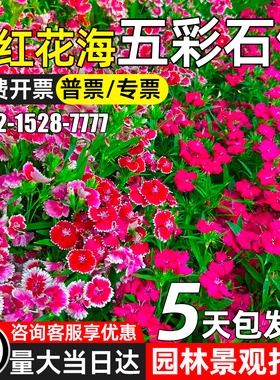 五彩石竹花籽园林绿化观赏花海打造欧石竹花种子四季种植野花组合