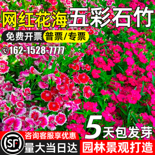 五彩石竹花籽园林绿化观赏花海打造欧石竹花种子四季种植野花组合