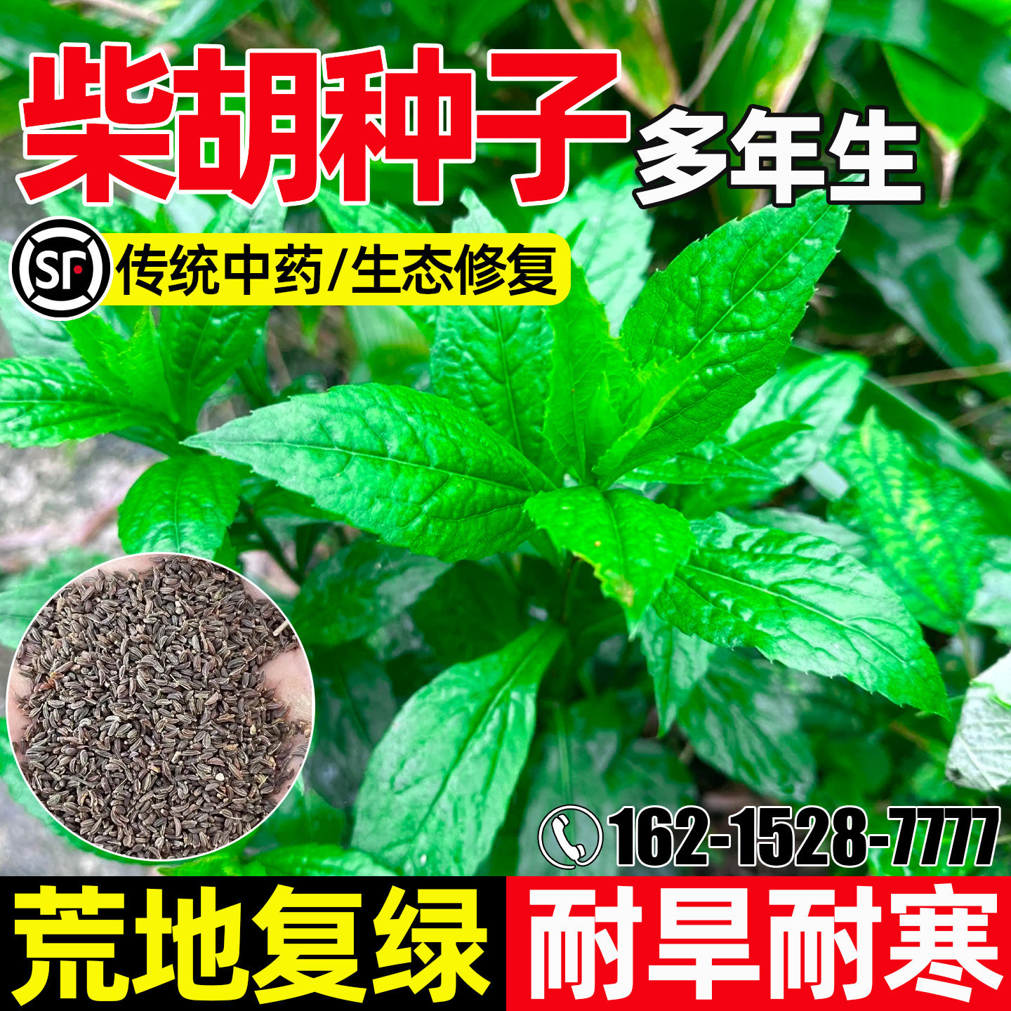 柴胡种子野生中草药草籽生态修复荒地复绿多年生耐寒耐旱药材种籽