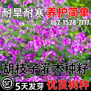 胡枝子种子四季播种护坡固土灌木种子多年生工程绿化生态修复种籽