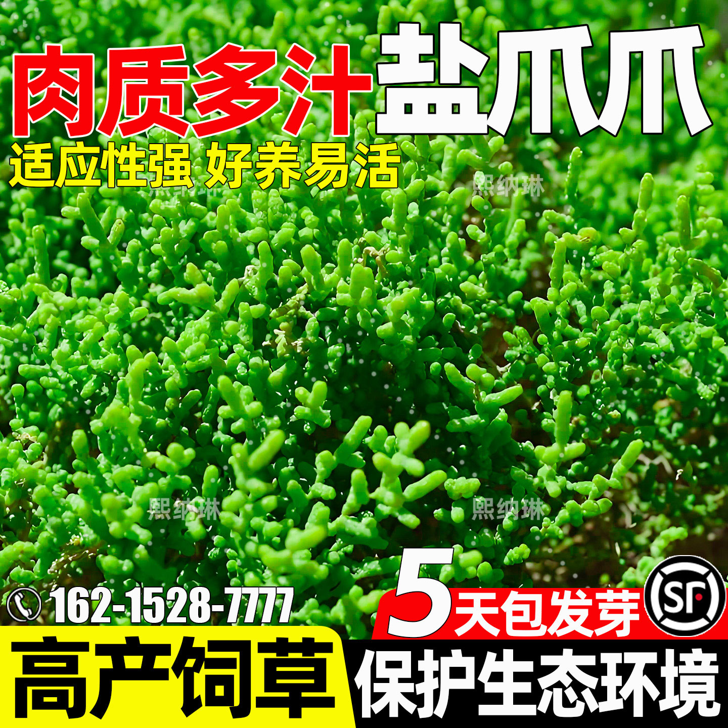 盐爪爪高产牧草荒漠绿化生态修复