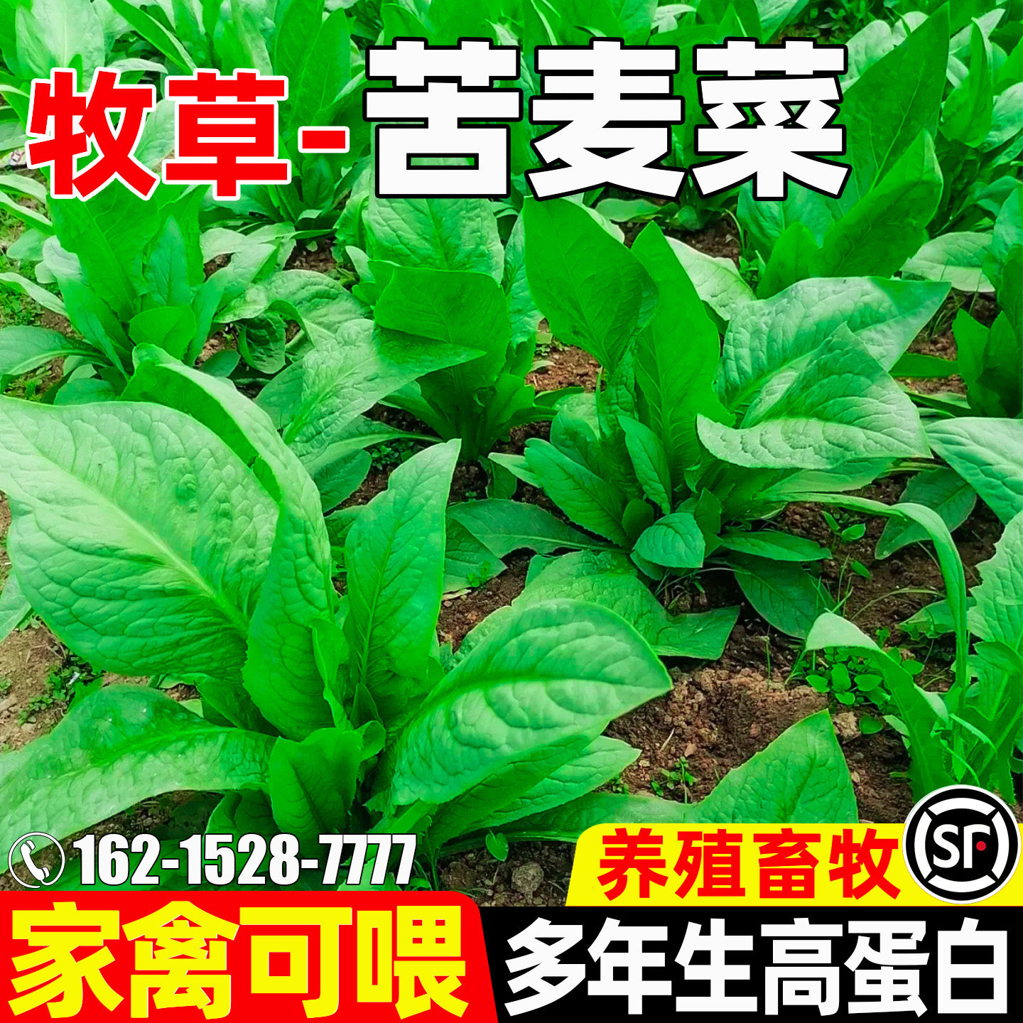苦麦菜高蛋白畜牧养殖多年生牧草