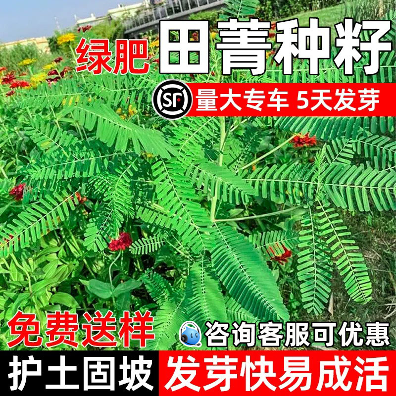 优质田菁多年生四季播种耐盐碱