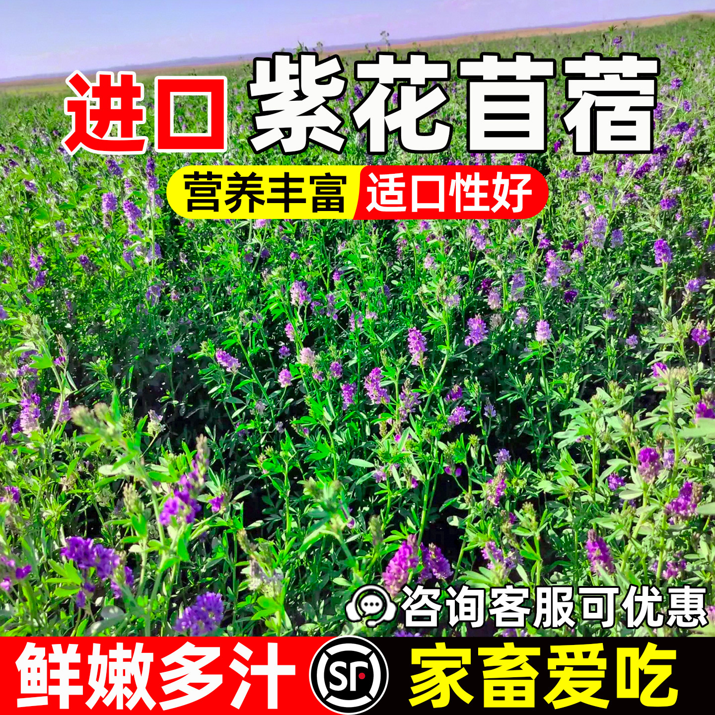 紫花苜蓿种籽高蛋白草籽猪牛羊兔鸡鸭鹅鱼多年生四季高产牧草种子