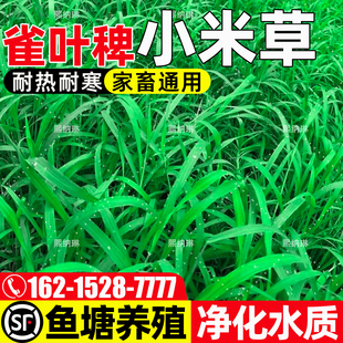 小米草种子四季高产高蛋白牧草种籽耐旱耐水淹鱼虾蟹养殖水椑草籽