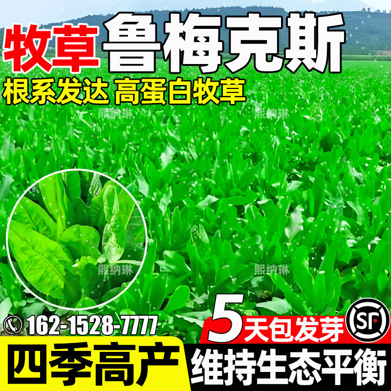 鲁梅克斯高蛋白畜牧养殖多茬收割