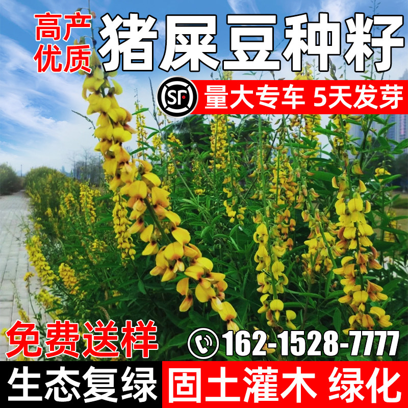 猪屎豆种子灌木复绿种子荆条