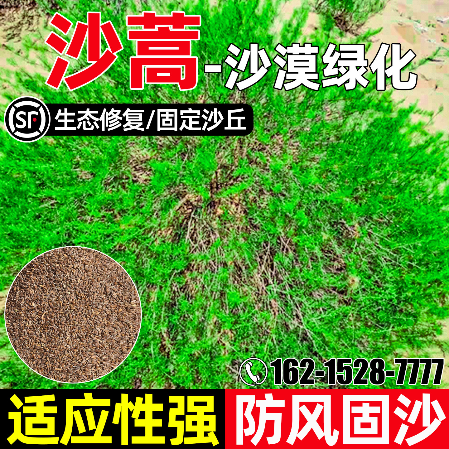 沙蒿生态修复防风固沙护坡固土