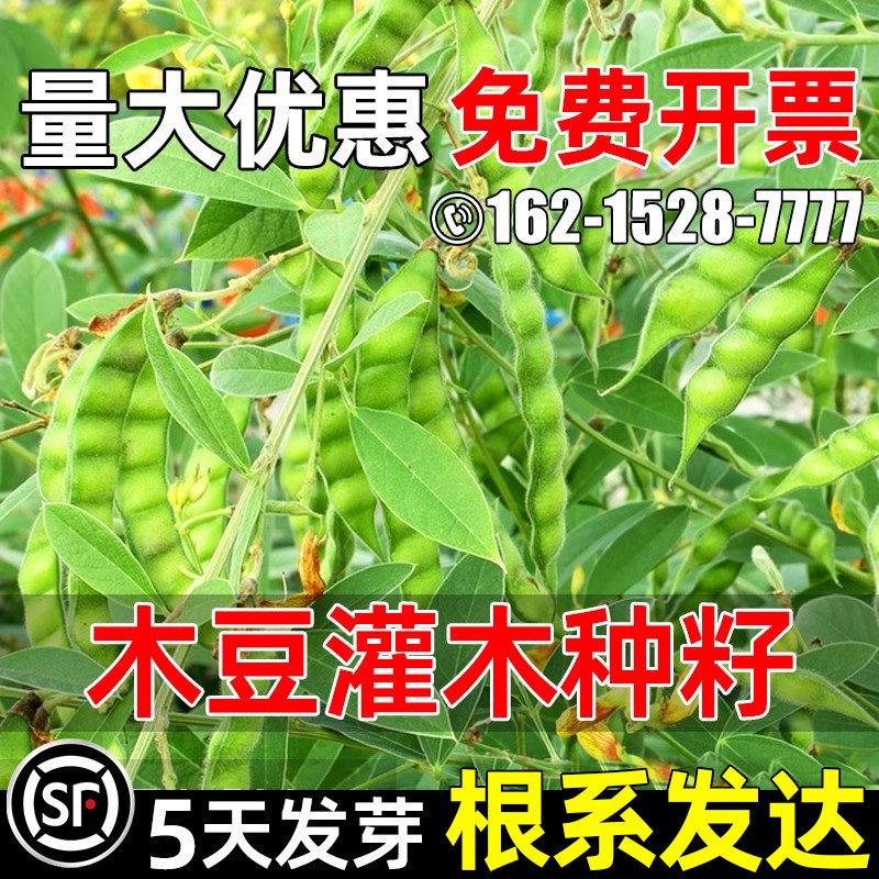 木豆种子多年生护坡固土灌木草籽四季常青生态工程绿化耐贫瘠种籽