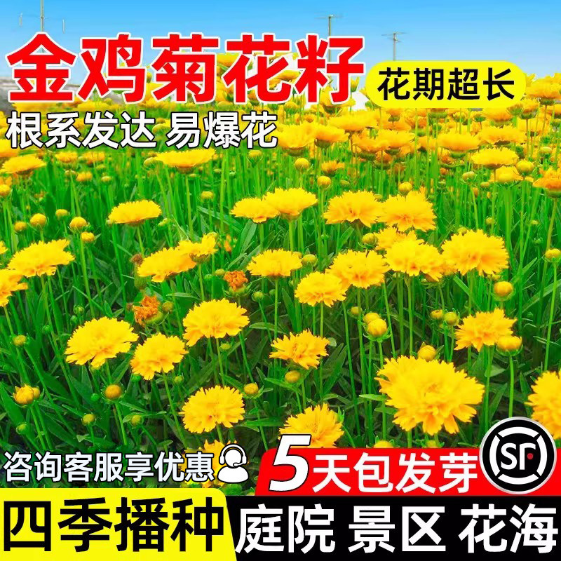金鸡菊花种子庭院室外花海种子