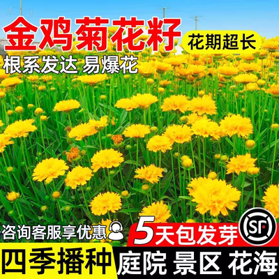 金鸡菊花种子庭院室外花海种子