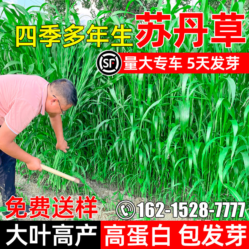 苏丹草高丹草四季牧草籽鱼吃草