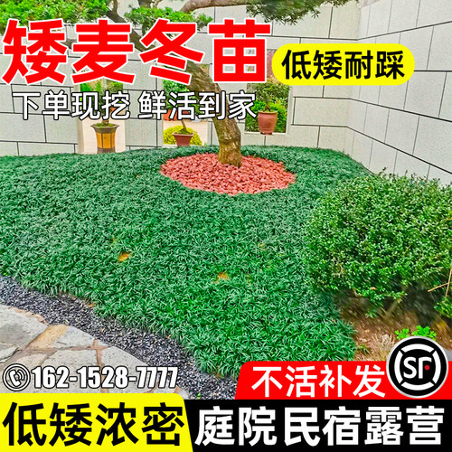 细叶麦冬低矮植物地被草坪玉龙草