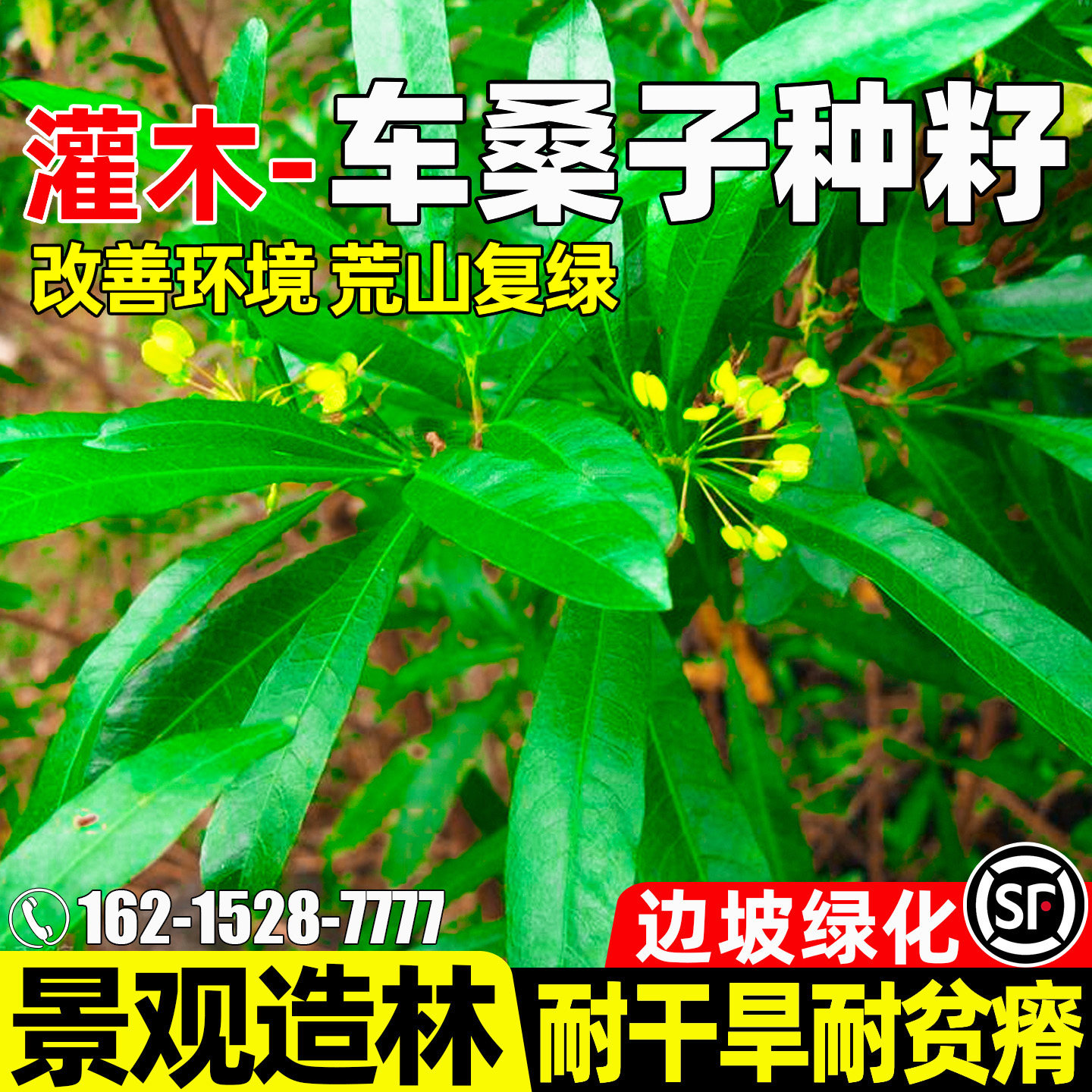 车桑子种子耐旱耐贫瘠灌木草籽荒山边坡复绿景观工程绿化观赏种籽