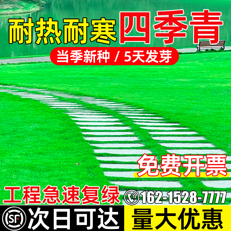 四季青草籽免修剪工程复绿多年生