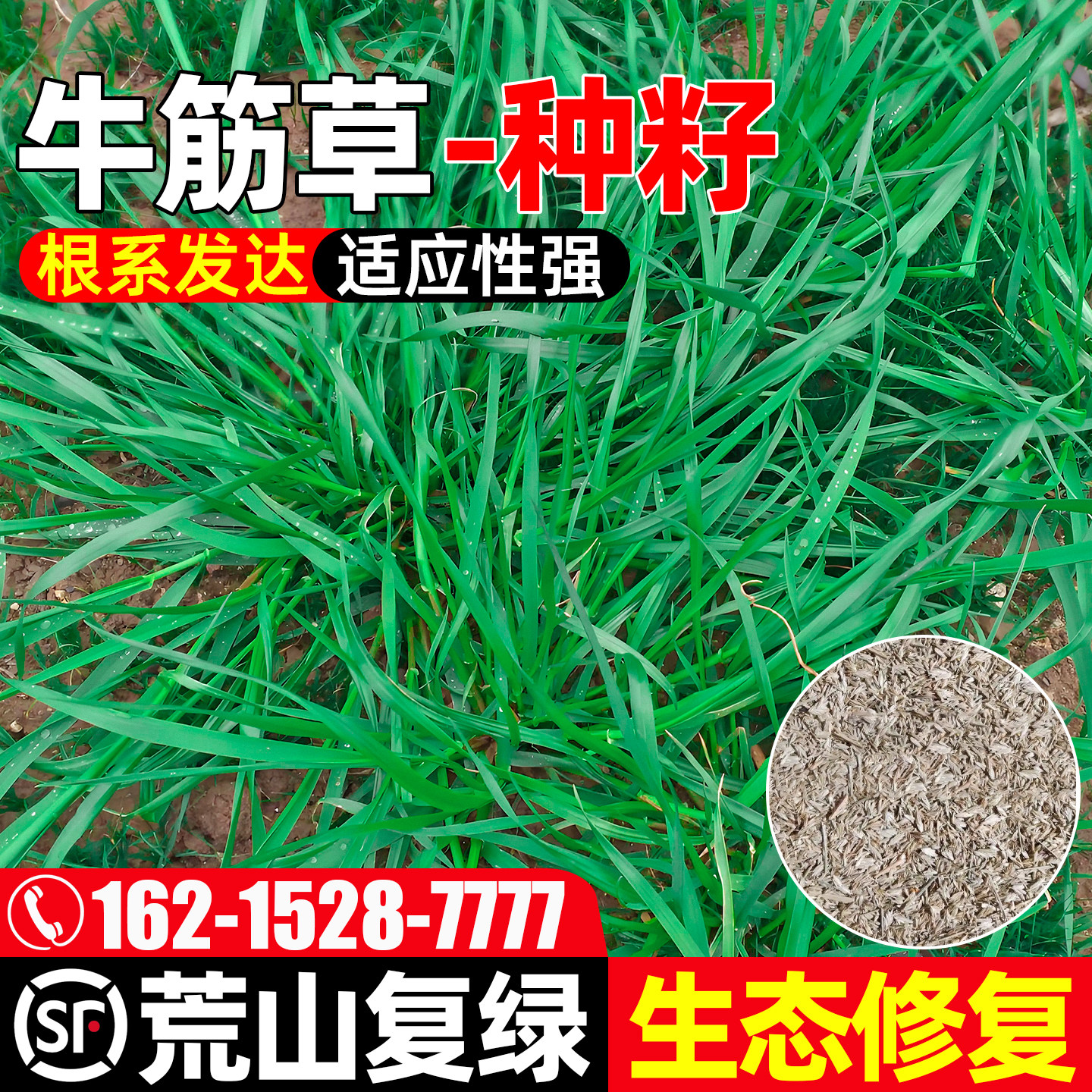 牛筋草种籽护坡固土畜牧养殖牧草