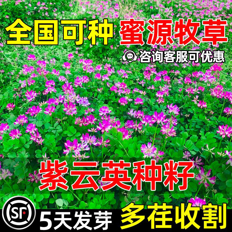 紫云英牧草种子四季食用牧草