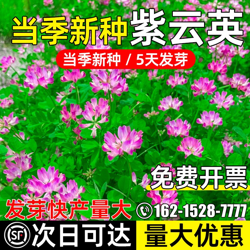 紫云英野菜牧草高产牧草花草