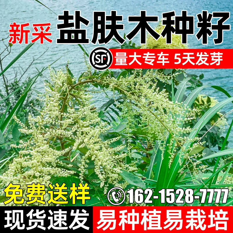 盐肤木种子多年生护坡固土灌木