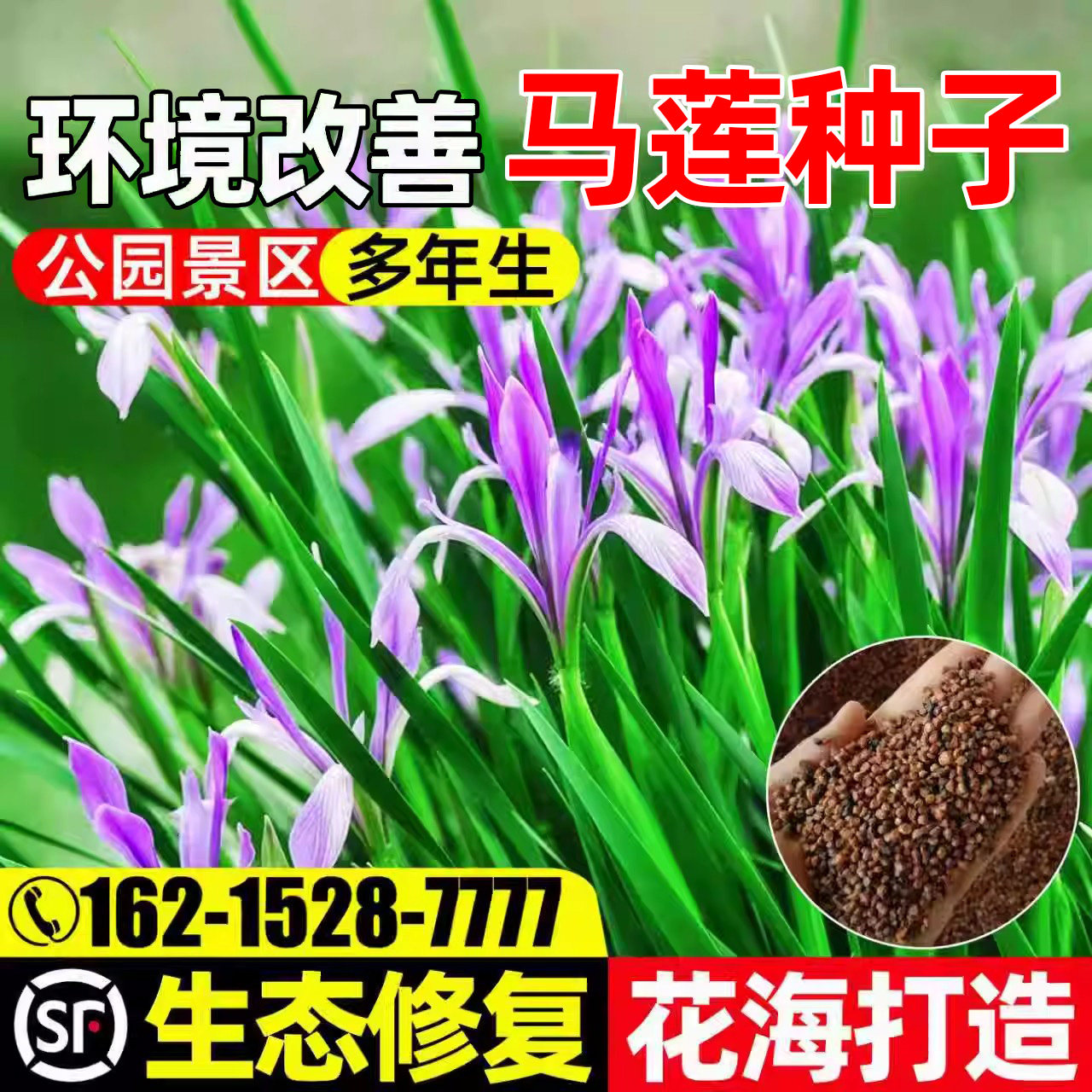马莲花公园景区花海打造环境改善