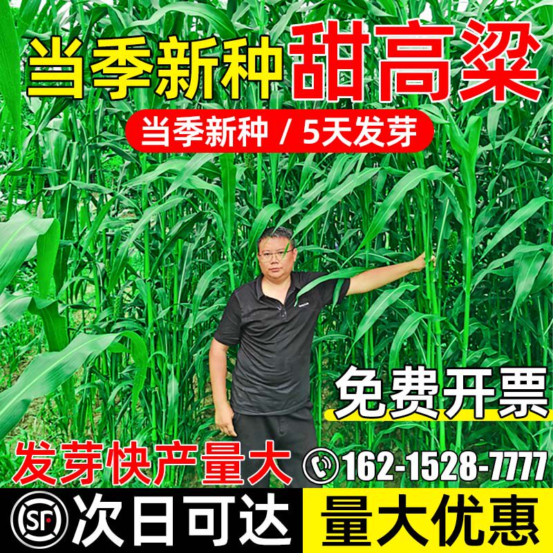 甜高粱高蛋白高产量牧草种子