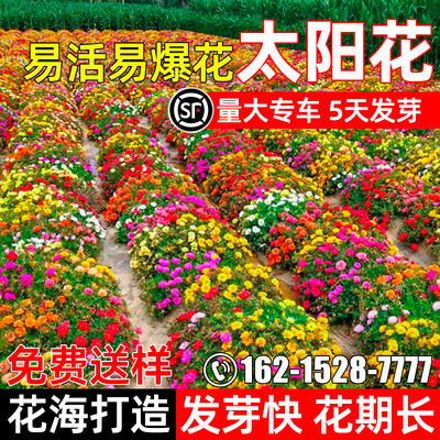 太阳花种子多年生庭院景观花籽